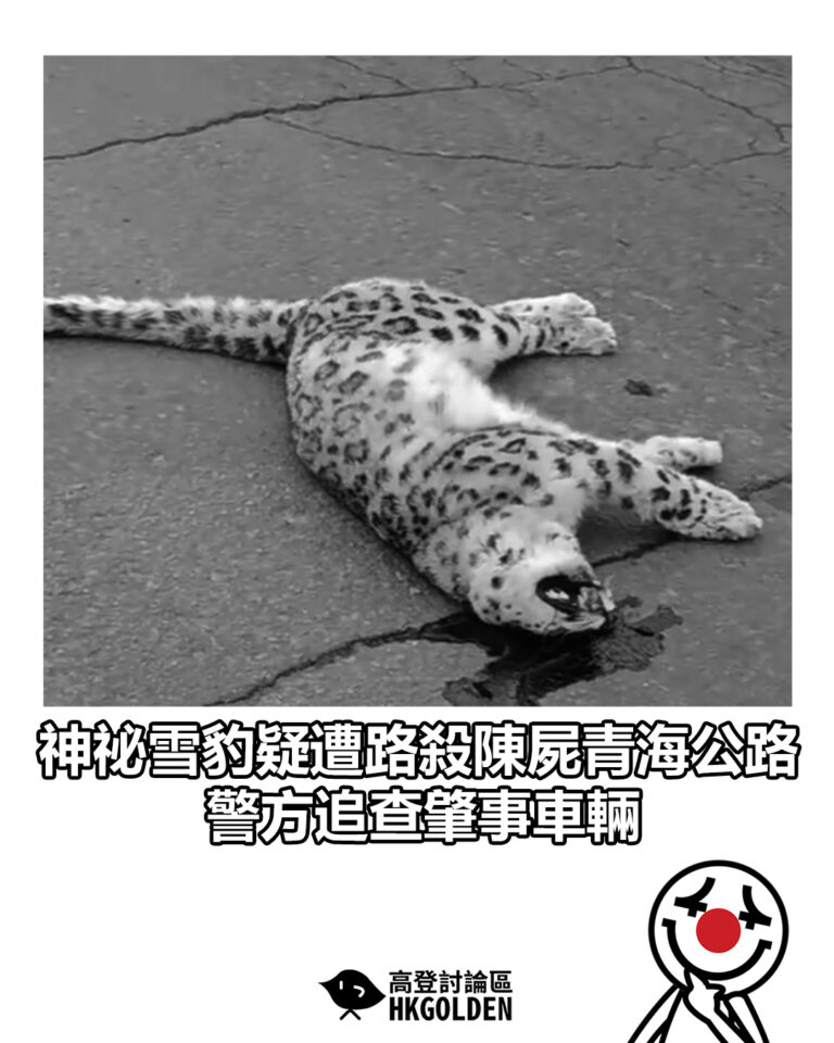 【神祕雪豹疑遭路殺陳屍青海公路　警方追查肇事車輛】