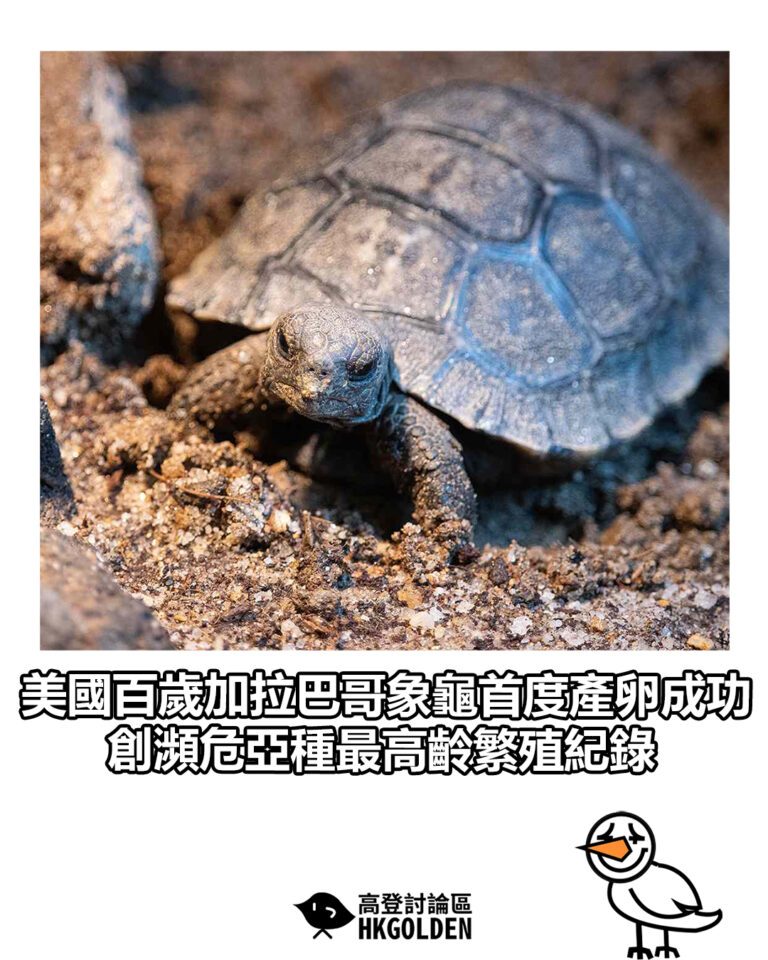 【美國百歲加拉巴哥象龜首度產卵成功　創瀕危亞種最高齡繁殖紀錄】