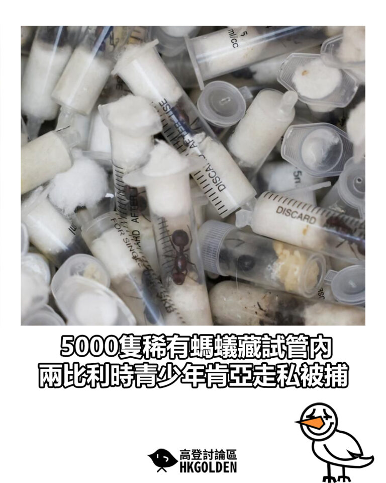 【5000隻稀有螞蟻藏試管內 兩比利時青少年肯亞走私被捕】