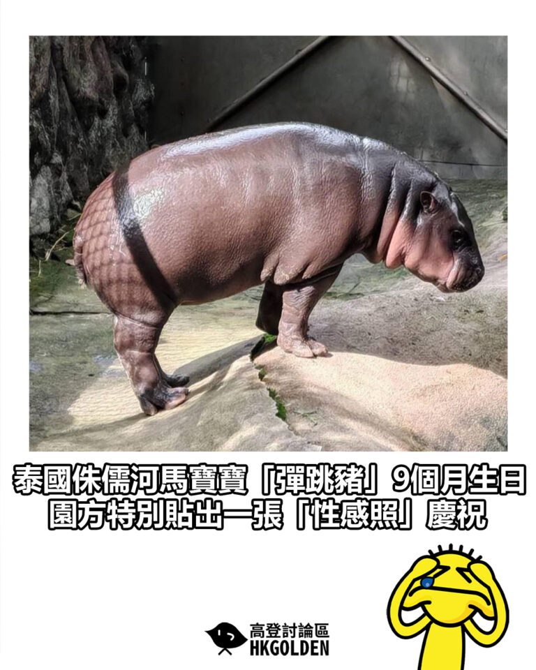 【泰國侏儒河馬寶寶「彈跳豬」9個月生日 園方特別貼出一張「性感照」慶祝】