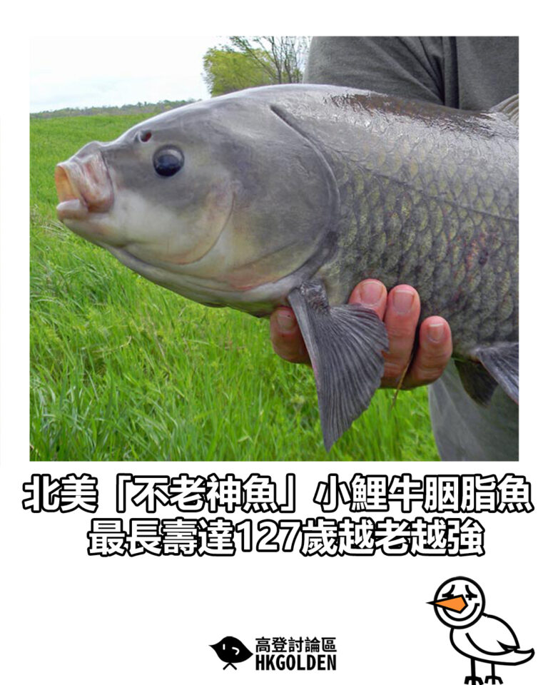 【北美「不老神魚」小鯉牛胭脂魚 最長壽達127歲越老越強】