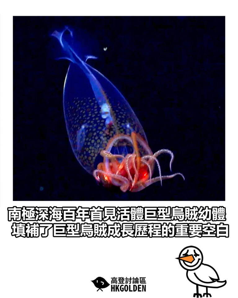 【南極深海百年首見活體巨型烏賊幼體　填補了巨型烏賊成長歷程的重要空白】