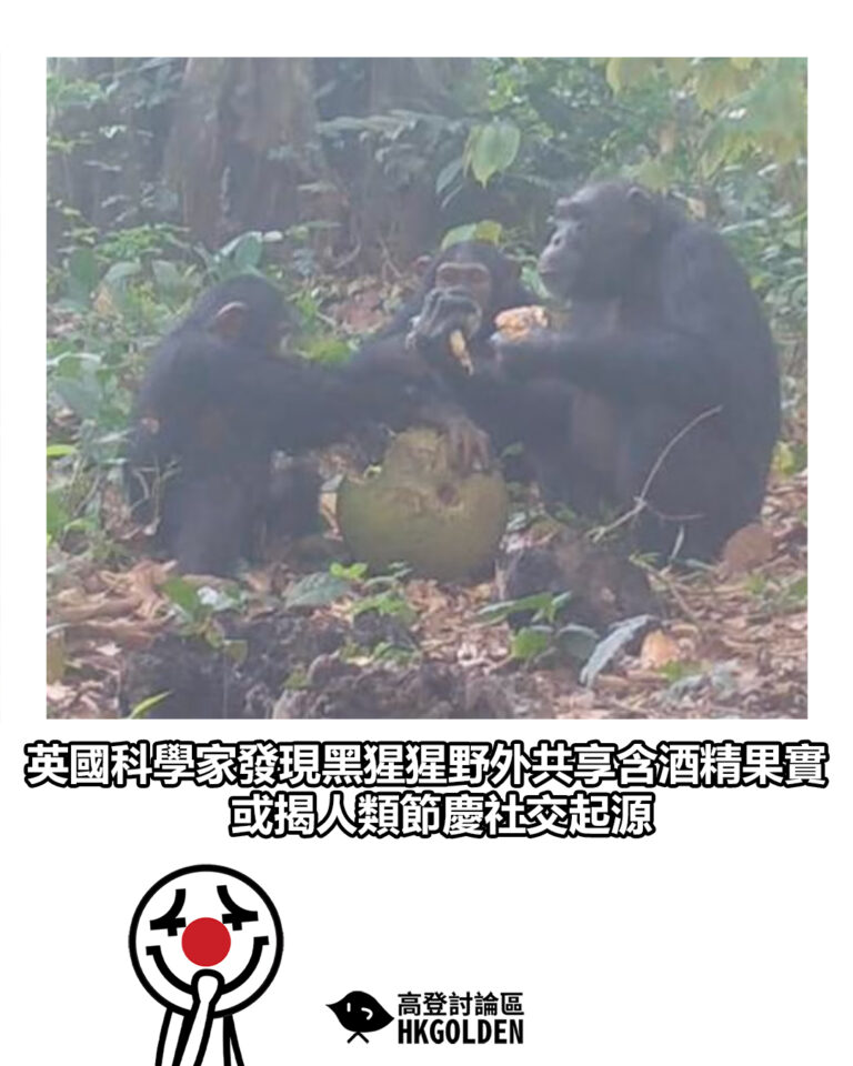 【英國科學家發現黑猩猩野外共享含酒精果實　或揭人類節慶社交起源】
