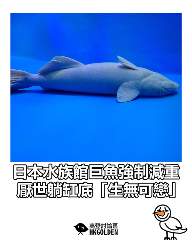 【日本水族館巨魚強制減重　厭世躺缸底「生無可戀」】
