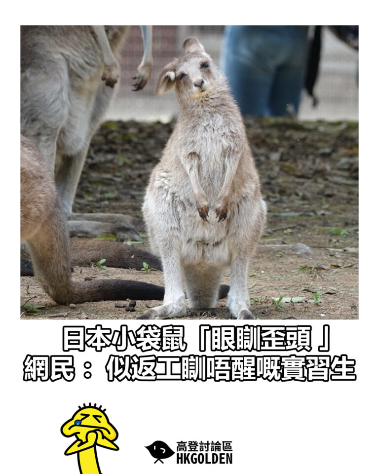 【日本小袋鼠「眼瞓歪頭 」 網民：似返工瞓唔醒嘅實習生】