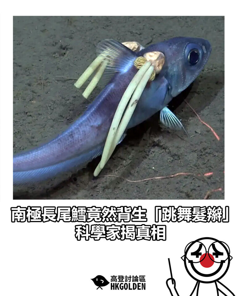 【南極長尾鱈竟然背生「跳舞髮辮」　科學家揭真相】
