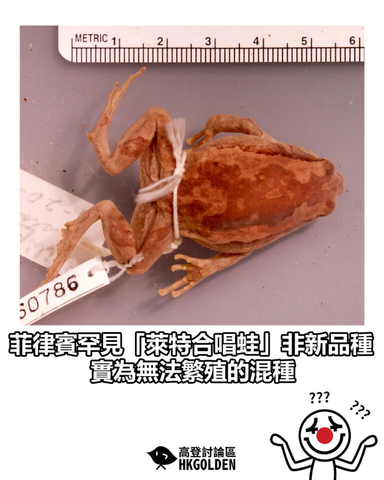 【菲律賓罕見「萊特合唱蛙」非新品種　實為無法繁殖的混種】