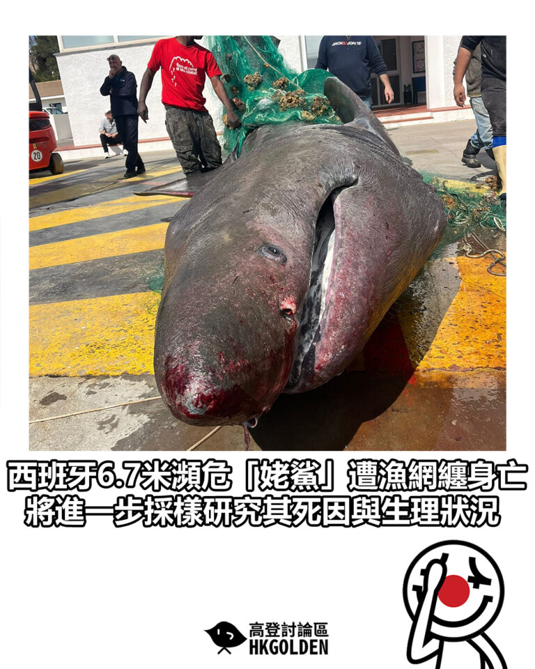 【西班牙6.7米瀕危「姥鯊」遭漁網纏身亡　將進一步採樣研究其死因與生理狀況】