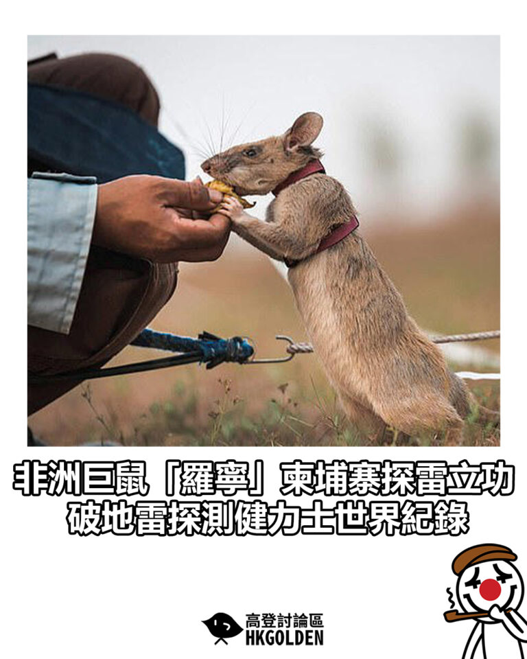 【非洲巨鼠「羅寧」柬埔寨探雷立功　破地雷探測健力士世界紀錄】