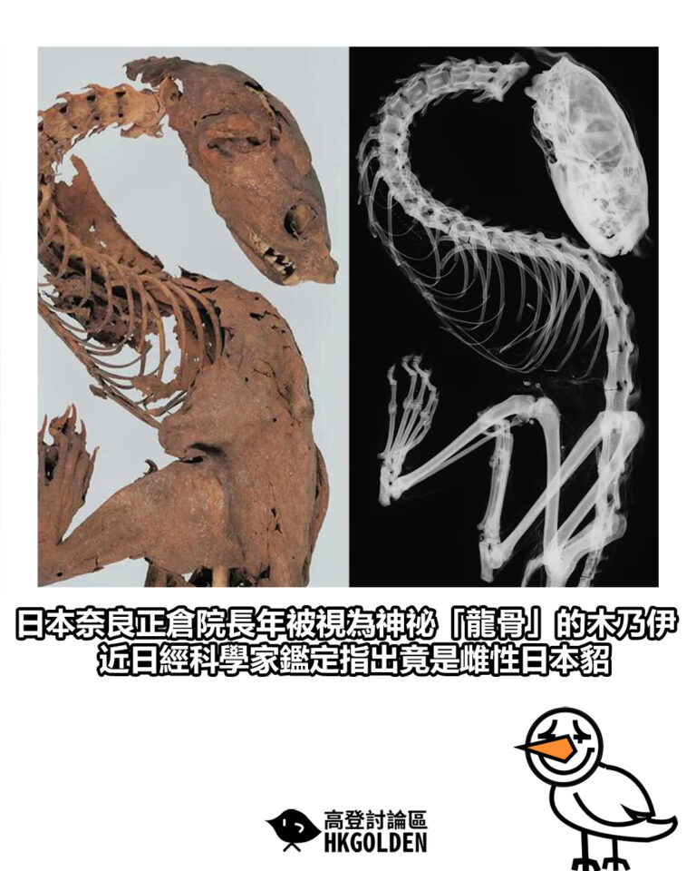 【日本奈良正倉院長年被視為神祕「龍骨」的木乃伊　近日經科學家鑑定指出竟是雌性日本貂】
