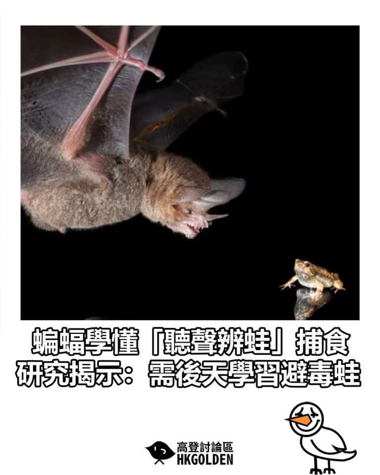 【蝙蝠學懂「聽聲辨蛙」捕食　研究揭示：需後天學習避毒蛙】