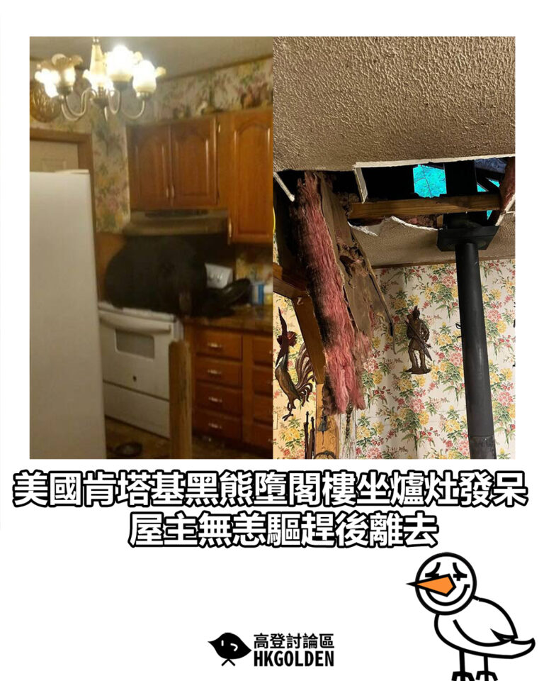 【美國肯塔基黑熊墮閣樓坐爐灶發呆　屋主無恙驅趕後離去】