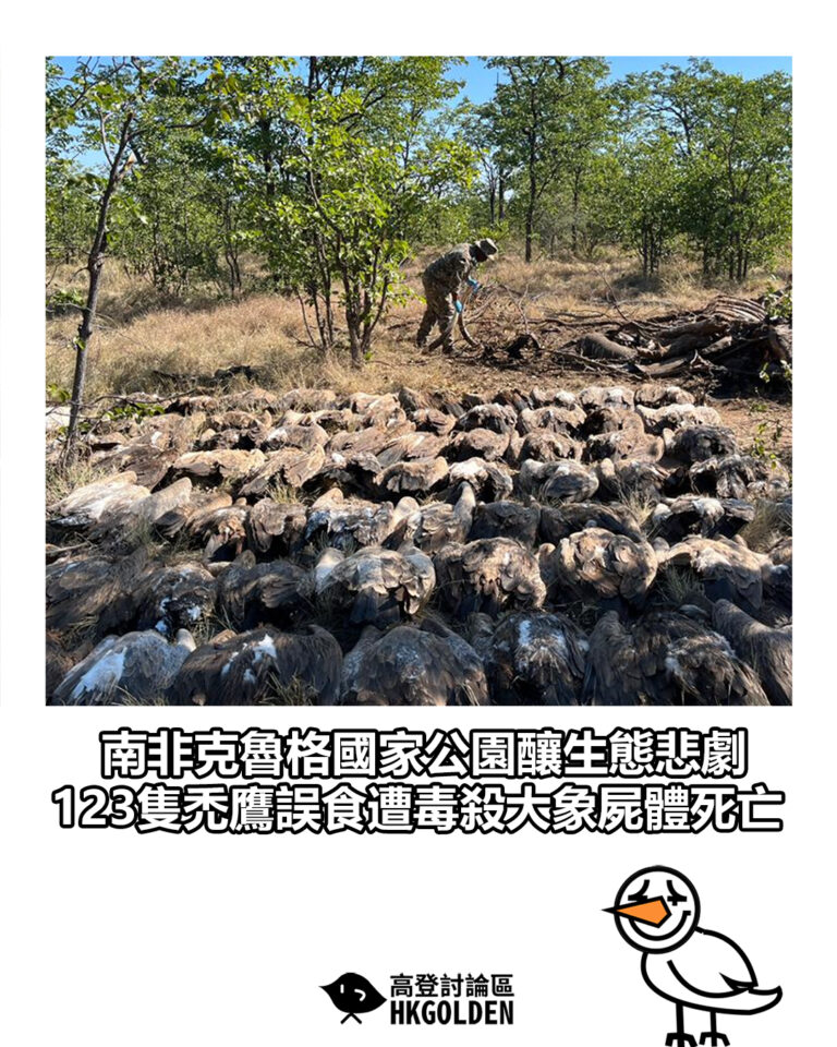 【南非克魯格國家公園釀生態悲劇　123隻禿鷹誤食遭毒殺大象屍體死亡】