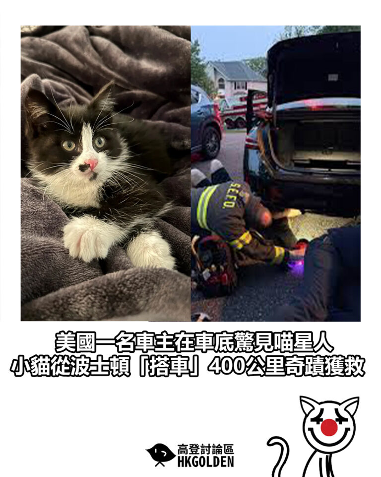 【美國一名車主在車底驚見喵星人　小貓從波士頓「搭車」400公里奇蹟獲救】