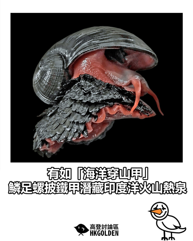 【有如「海洋穿山甲」　鱗足螺披鐵甲潛藏印度洋火山熱泉】
