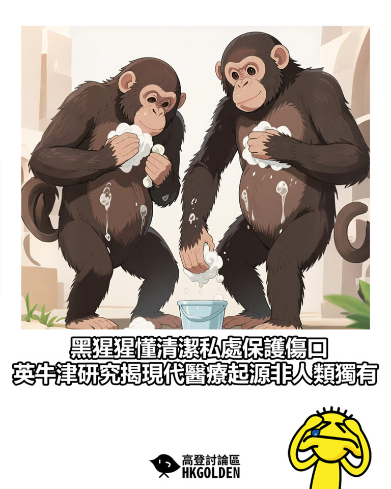 【黑猩猩懂清潔私處保護傷口　英牛津研究揭現代醫療起源非人類獨有】
