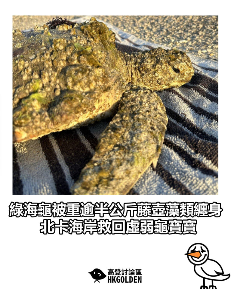 【綠海龜被重逾半公斤藤壺藻類纏身　北卡海岸救回虛弱龜寶寶】