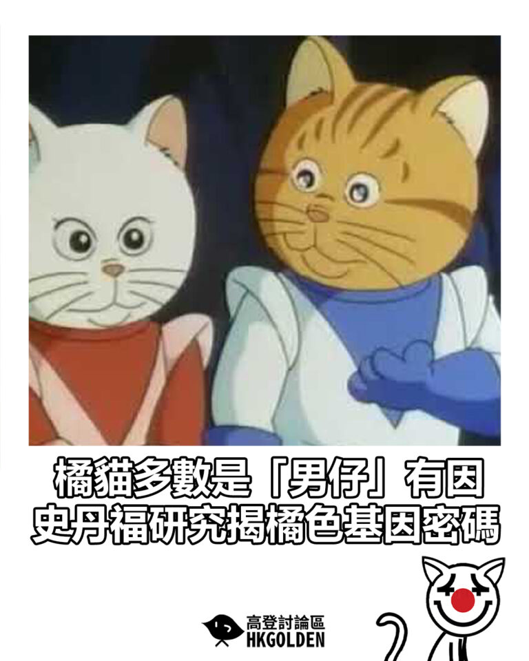 【橘貓多數是「男仔」有因　史丹福研究揭橘色基因密碼】