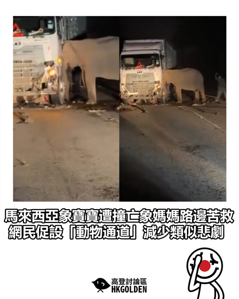 【馬來西亞象寶寶遭撞亡象媽媽路邊苦救 網民促設「動物通道」減少類似悲劇】
