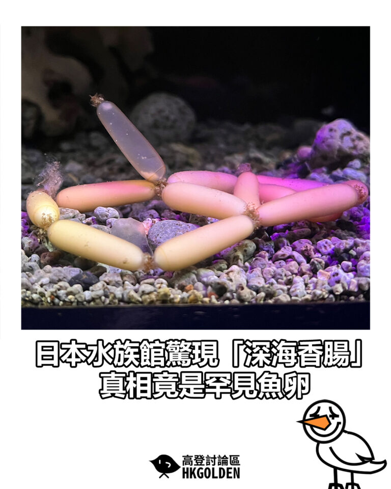 【日本水族館驚現「深海香腸」　真相竟是罕見魚卵】