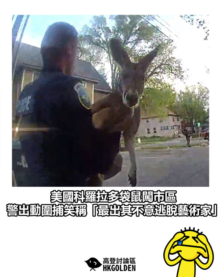 【美國科羅拉多袋鼠闖市區　警出動圍捕笑稱「最出其不意逃脫藝術家」】