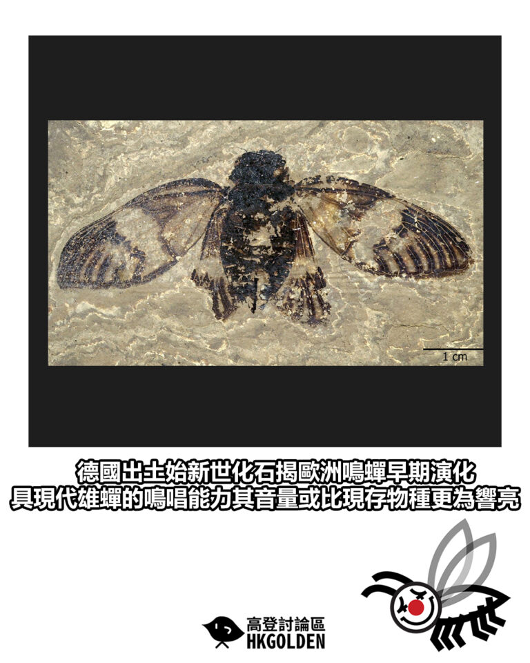 【德國出土始新世化石揭歐洲鳴蟬早期演化 具現代雄蟬的鳴唱能力其音量或比現存物種更為響亮】