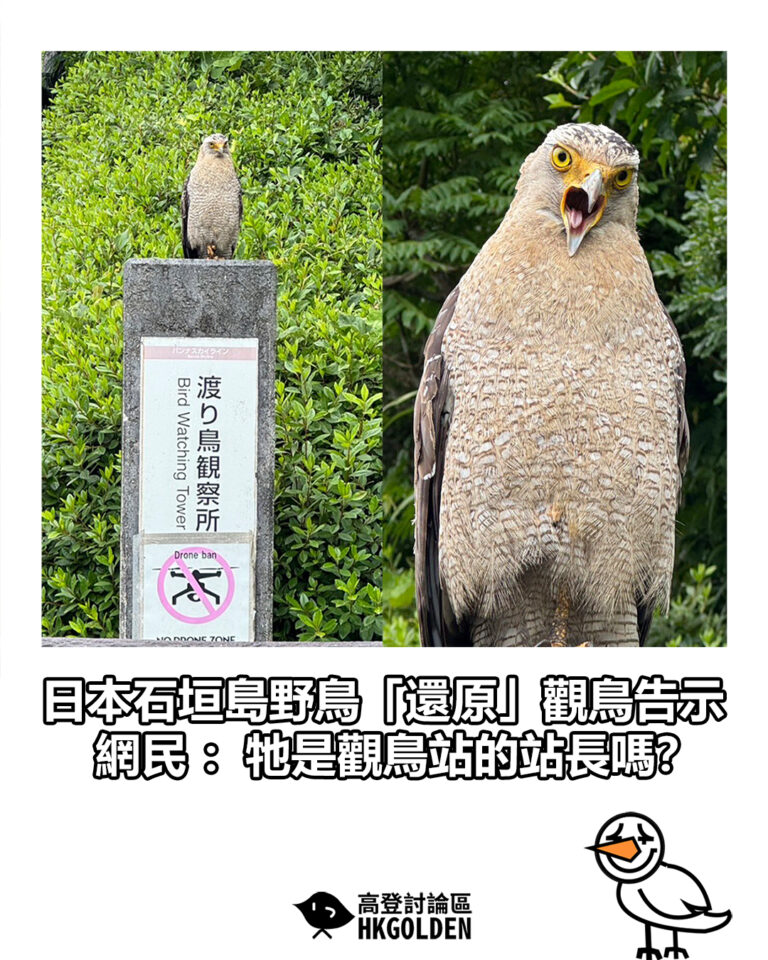 【日本石垣島野鳥「還原」觀鳥告示　網民：牠是觀鳥站的站長嗎？】