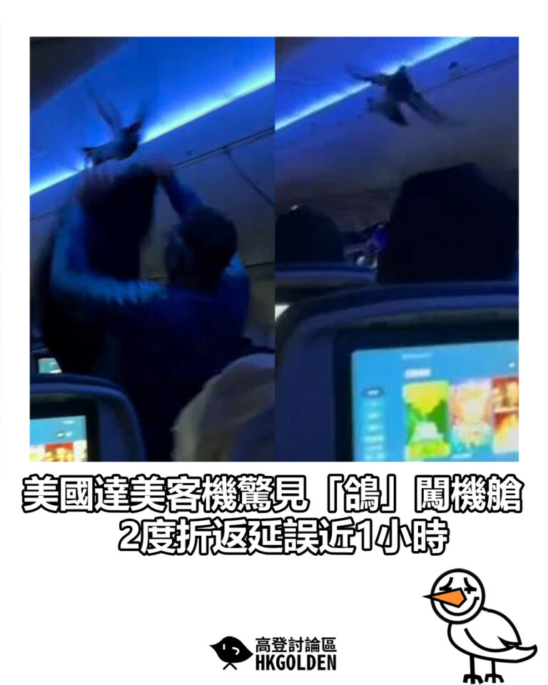【美國達美客機驚見「鴿」闖機艙　2度折返延誤近1小時】