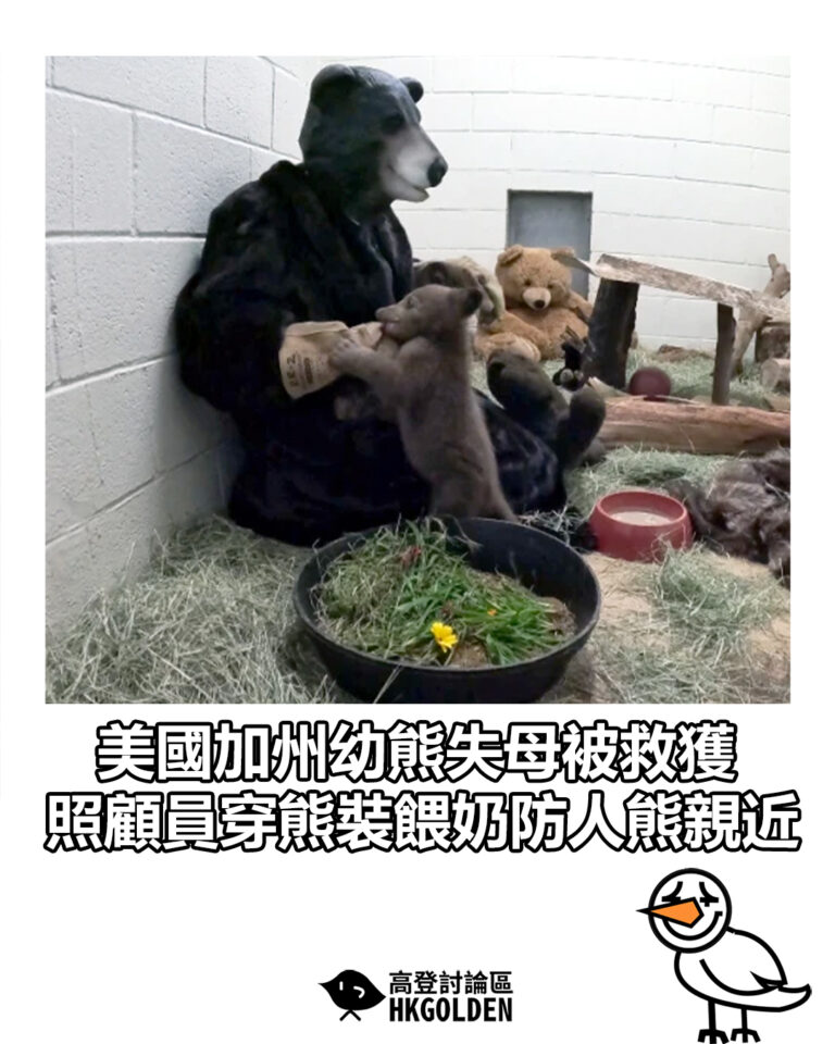 【美國加州幼熊失母被救獲　照顧員穿熊裝餵奶防人熊親近】