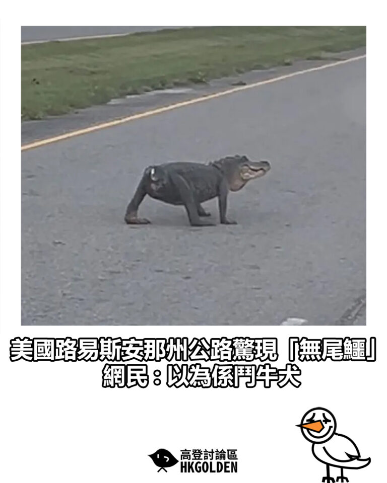 【美國路易斯安那州公路驚現「無尾鱷」 網民 : 以為係鬥牛犬】