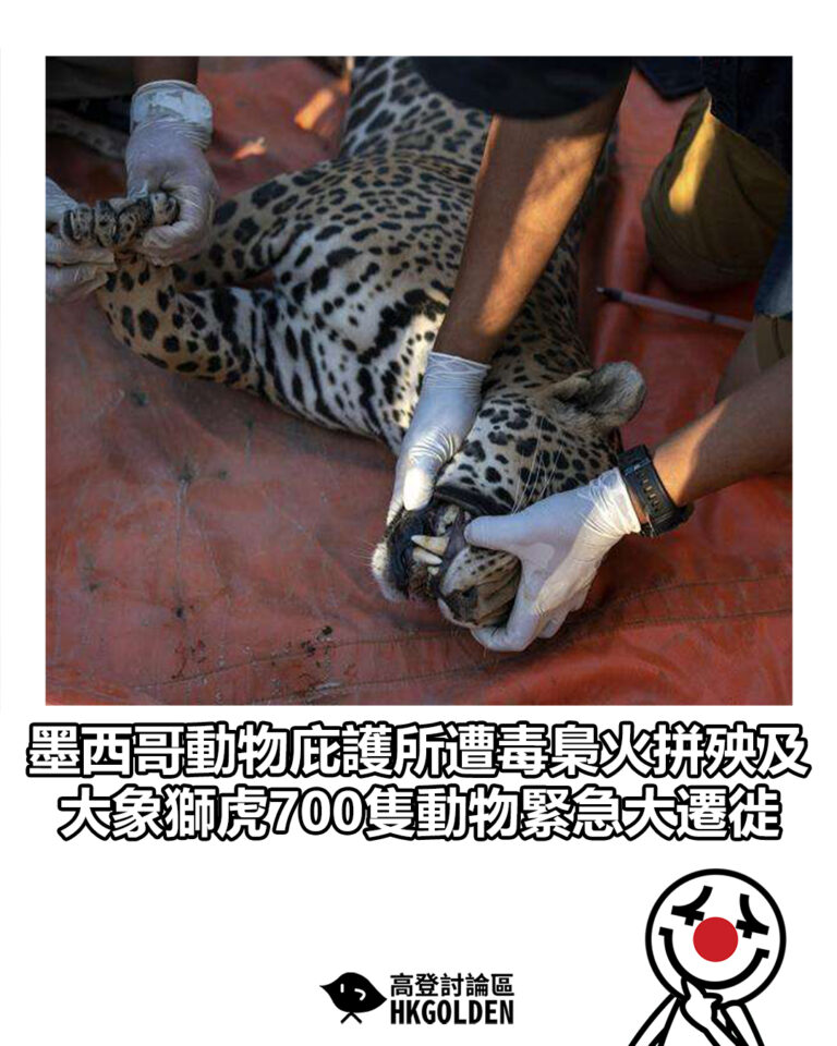 【墨西哥動物庇護所遭毒梟火拼殃及 大象獅虎700隻動物緊急大遷徙】
