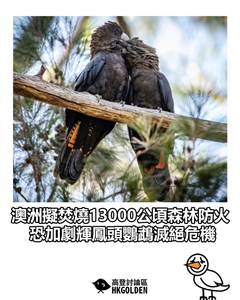 【澳洲擬焚燒13000公頃森林防火　恐加劇輝鳳頭鸚鵡滅絕危機】
