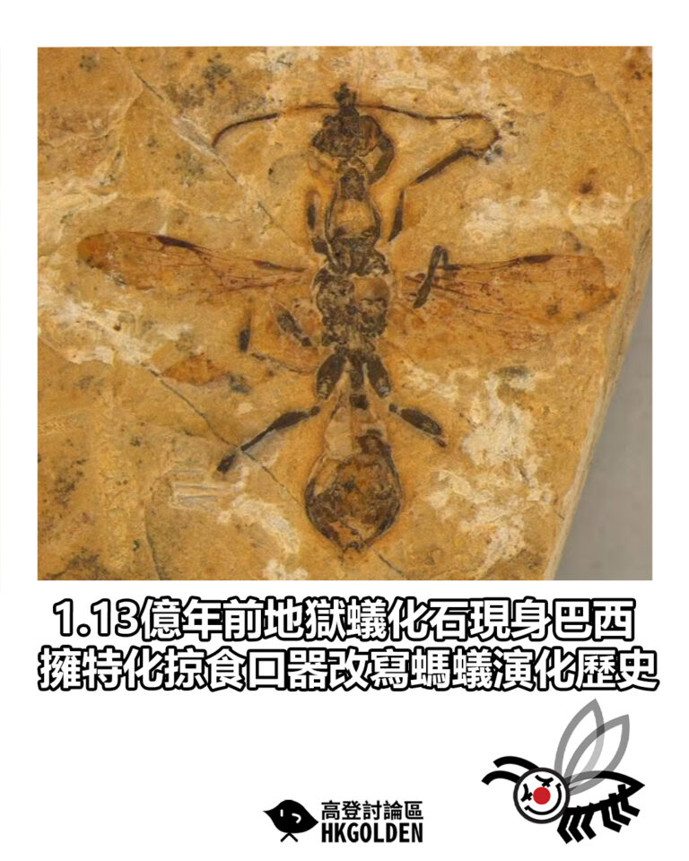 【1.13億年前地獄蟻化石現身巴西　擁特化掠食口器改寫螞蟻演化歷史】