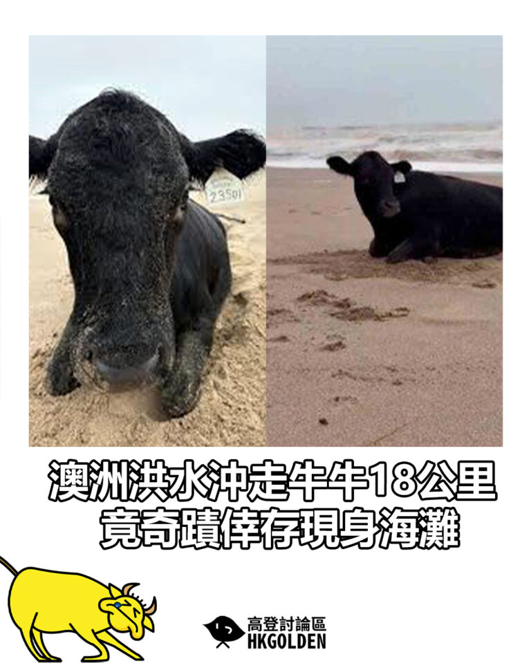 【澳洲洪水沖走牛牛18公里　竟奇蹟倖存現身海灘】