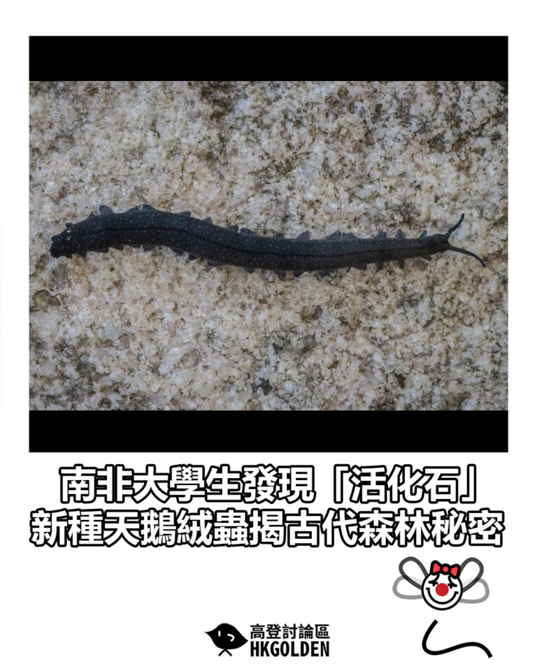 【南非大學生發現「活化石」　新種天鵝絨蟲揭古代森林秘密】