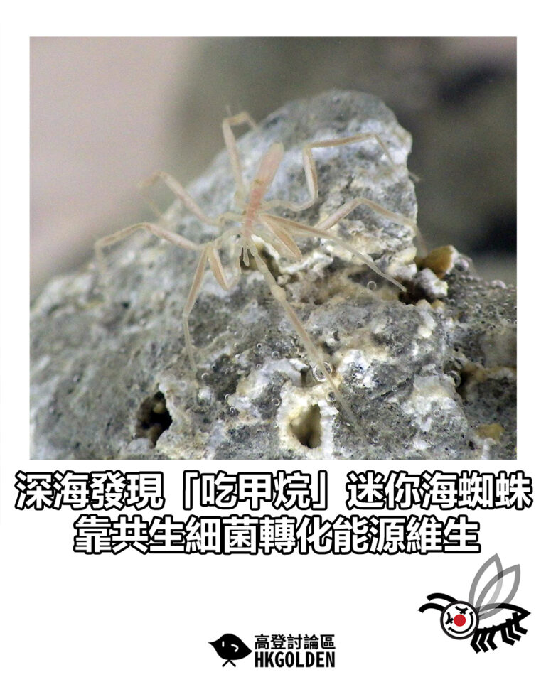 【深海發現「吃甲烷」迷你海蜘蛛　靠共生細菌轉化能源維生】