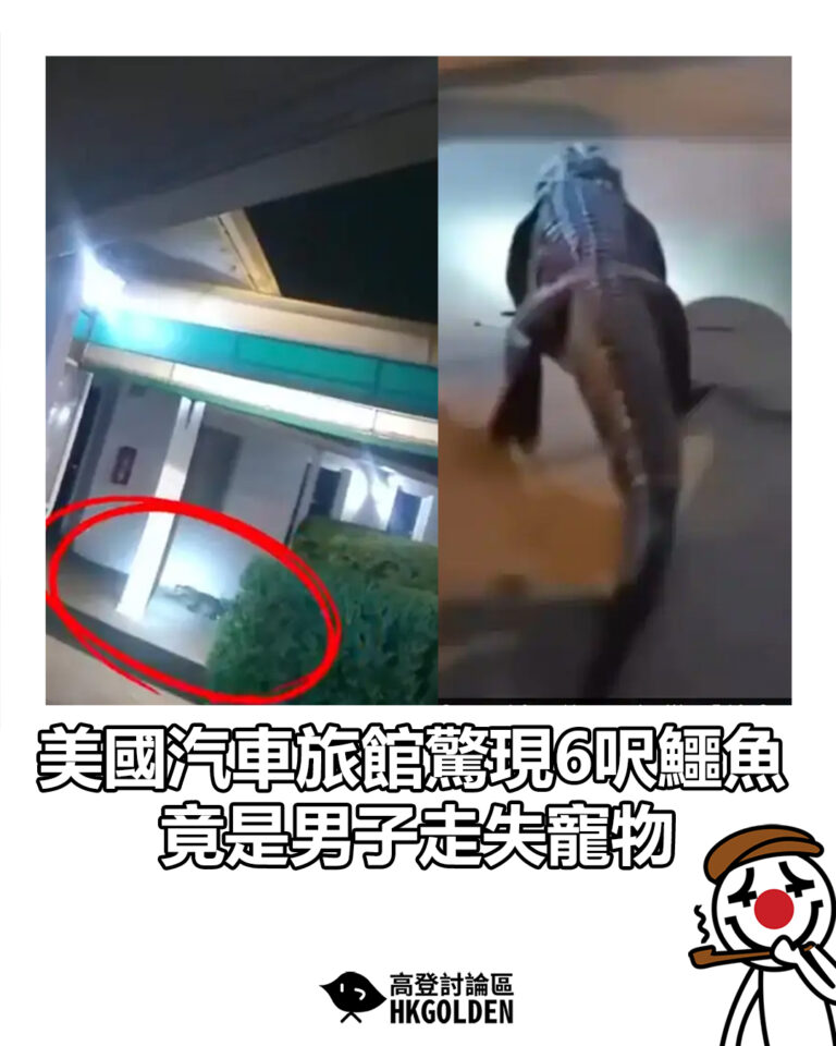 【美國汽車旅館驚現6呎鱷魚　竟是男子走失寵物】