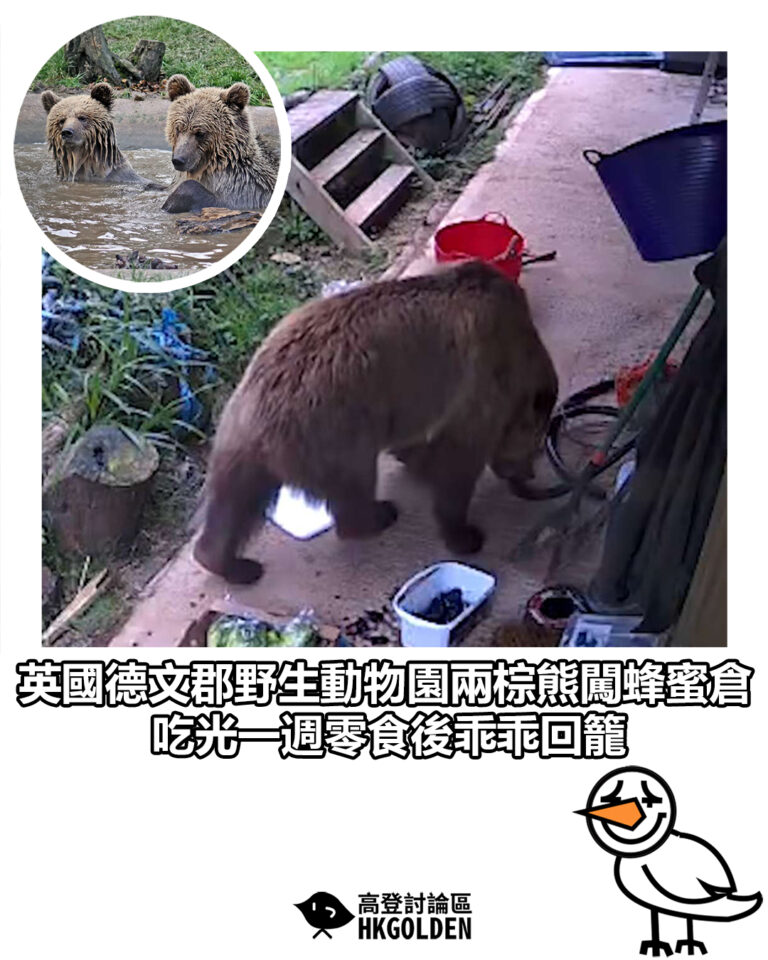 【英國德文郡野生動物園兩棕熊闖蜂蜜倉　吃光一週零食後乖乖回籠】