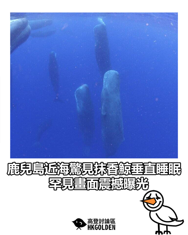 【鹿兒島近海驚見抹香鯨垂直睡眠　罕見畫面震撼曝光】