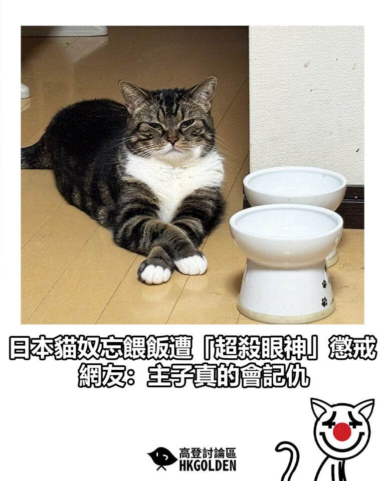 【日本貓奴忘餵飯遭「超殺眼神」懲戒　網友：主子真的會記仇】