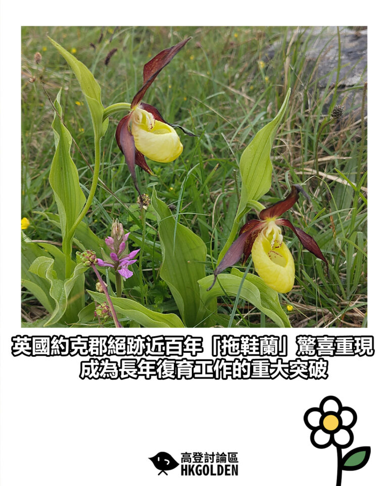 【英國約克郡絕跡近百年「拖鞋蘭」驚喜重現　成為長年復育工作的重大突破】