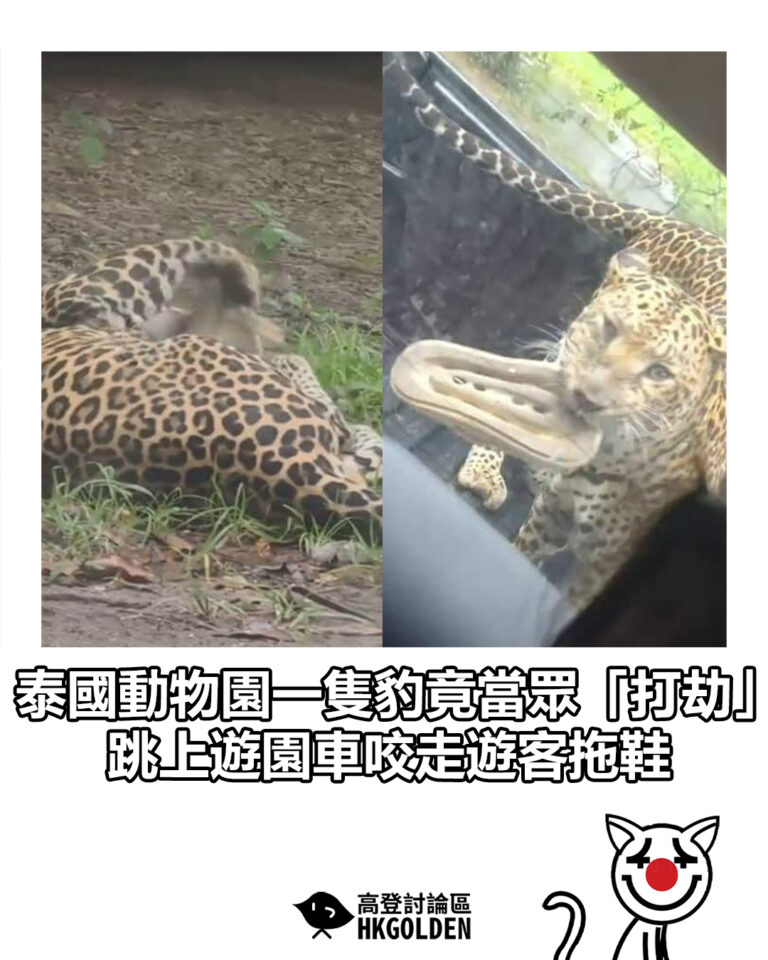 【泰國動物園一隻豹竟當眾「打劫」　跳上遊園車咬走遊客拖鞋】