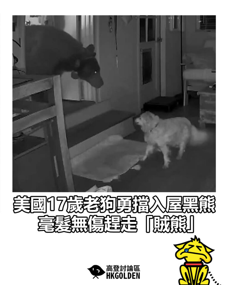 【美國17歲老狗勇擋入屋黑熊　毫髮無傷趕走「賊熊」　】