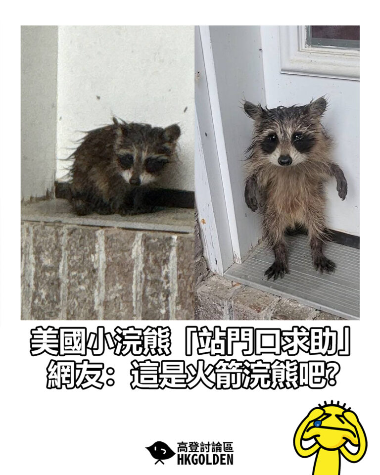 【美國小浣熊「站門口求助」 網友：這是火箭浣熊吧?】