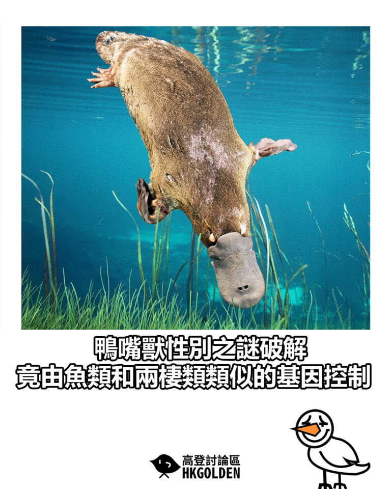 【鴨嘴獸性別之謎破解　竟由魚類和兩棲類類似的基因控制】