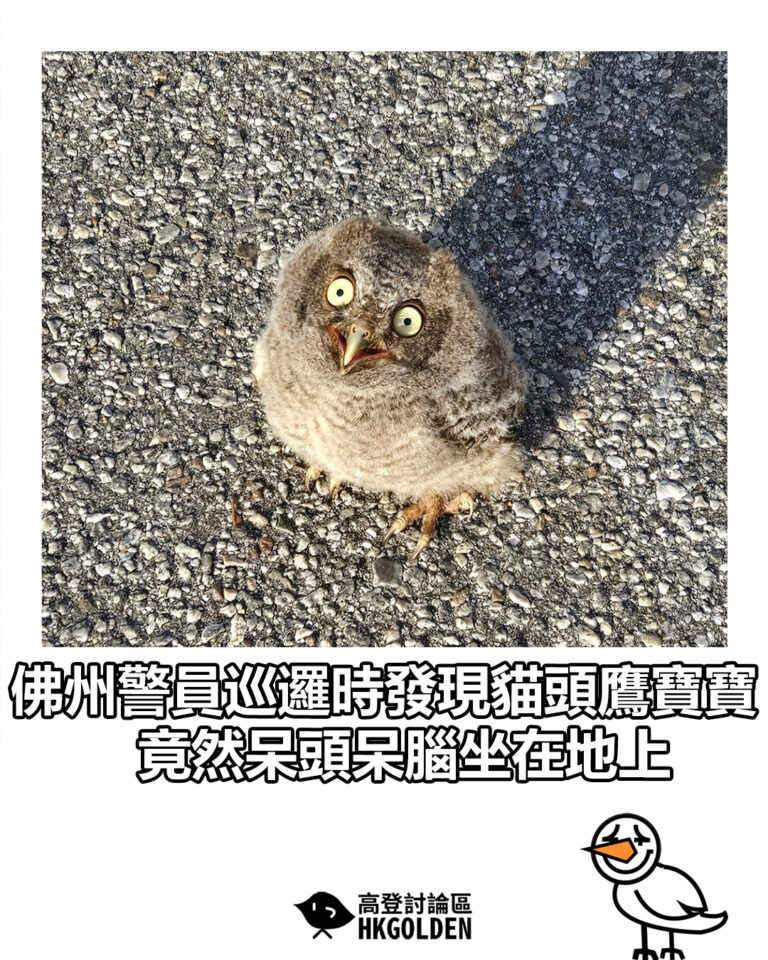 【佛州警員巡邏時發現貓頭鷹寶寶 竟然呆頭呆腦坐在地上】