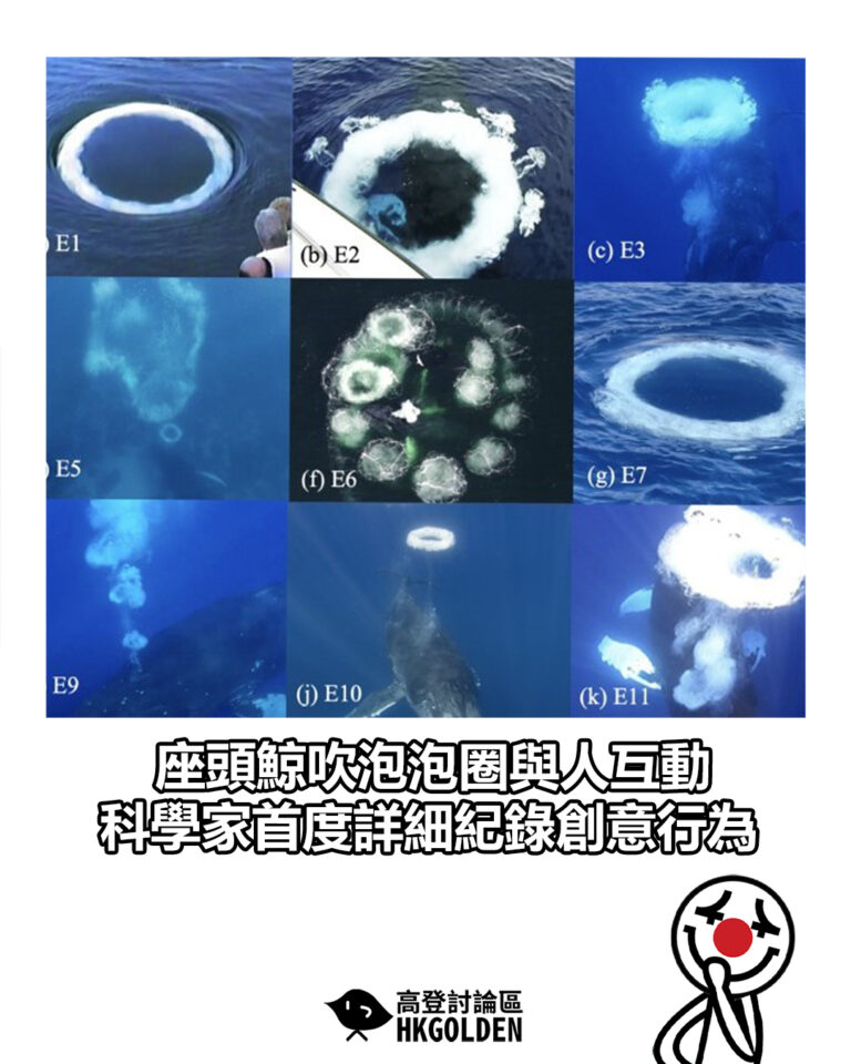 【座頭鯨吹泡泡圈與人互動　科學家首度詳細紀錄創意行為】
