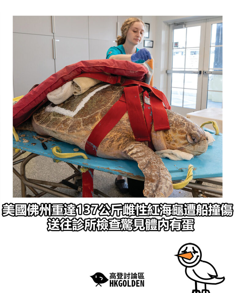 【美國佛州重達137公斤雌性紅海龜遭船撞傷　送往診所檢查驚見體內有蛋】