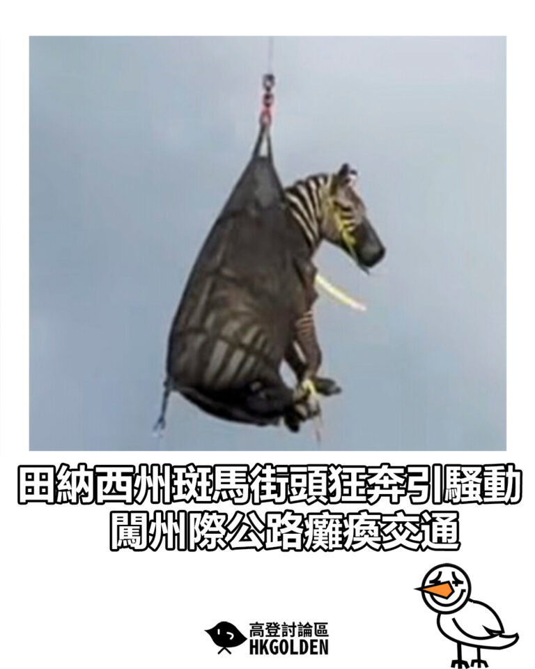 【田納西州斑馬街頭狂奔引騷動 闖州際公路癱瘓交通】