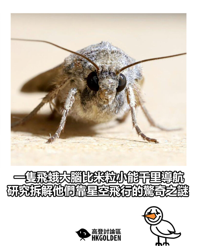 【一隻飛蛾大腦比米粒小能千里導航 研究拆解他們靠星空飛行的驚奇之謎】